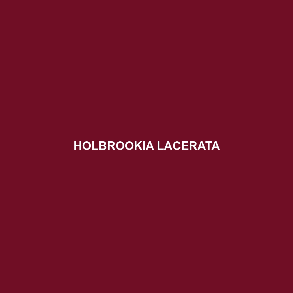 Holbrookia lacerata