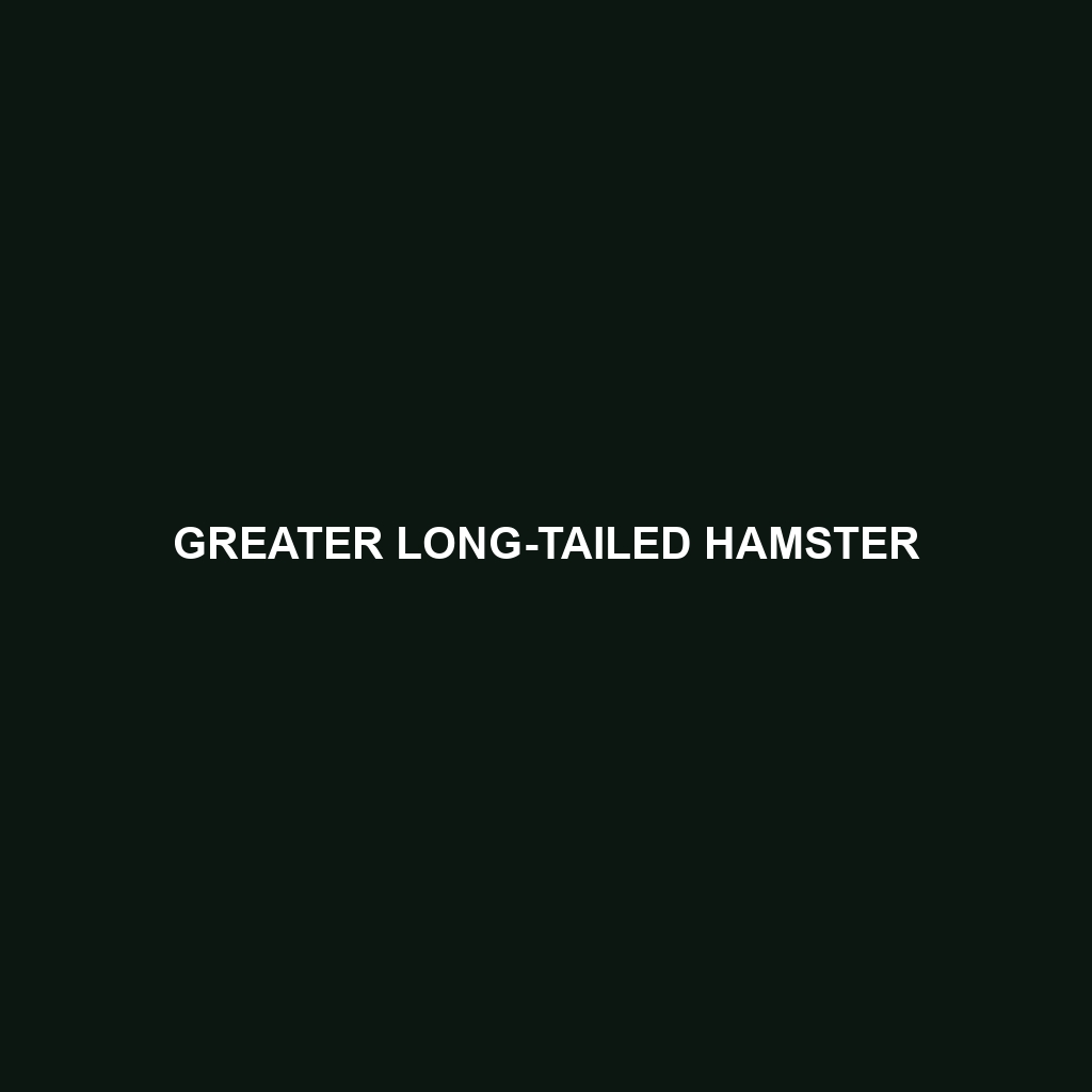 Greater Long-tailed Hamster