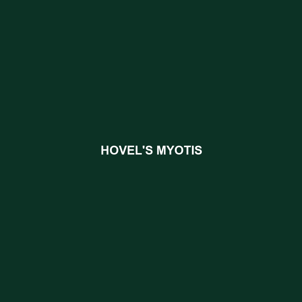 Hovel's Myotis