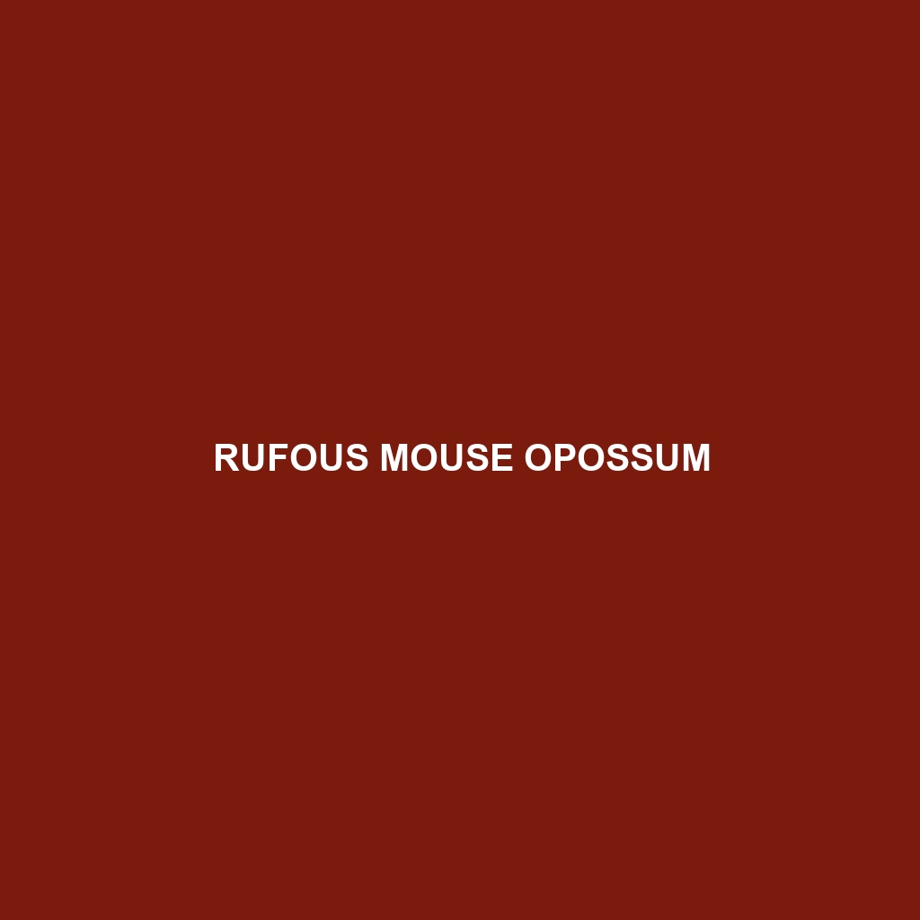 Rufous Mouse Opossum