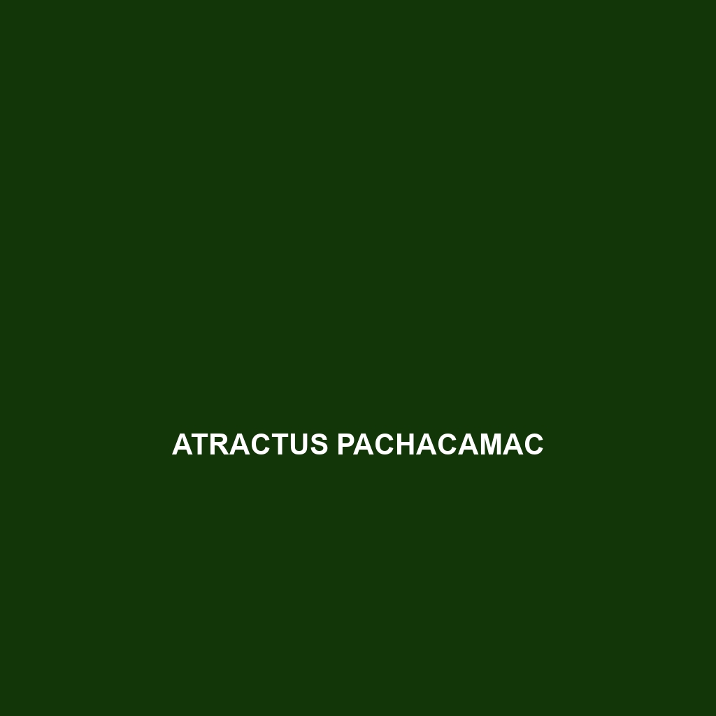 Atractus pachacamac