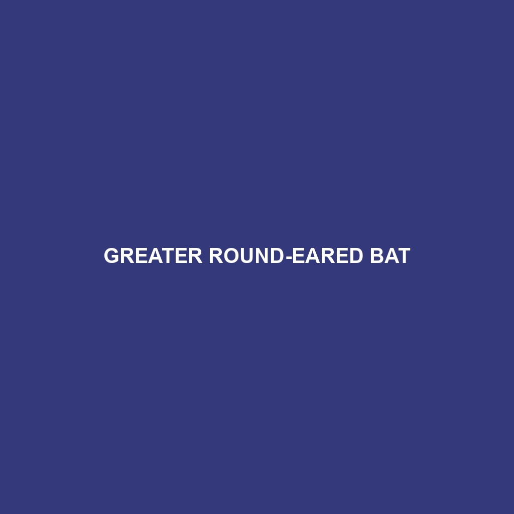 Greater Round-eared Bat