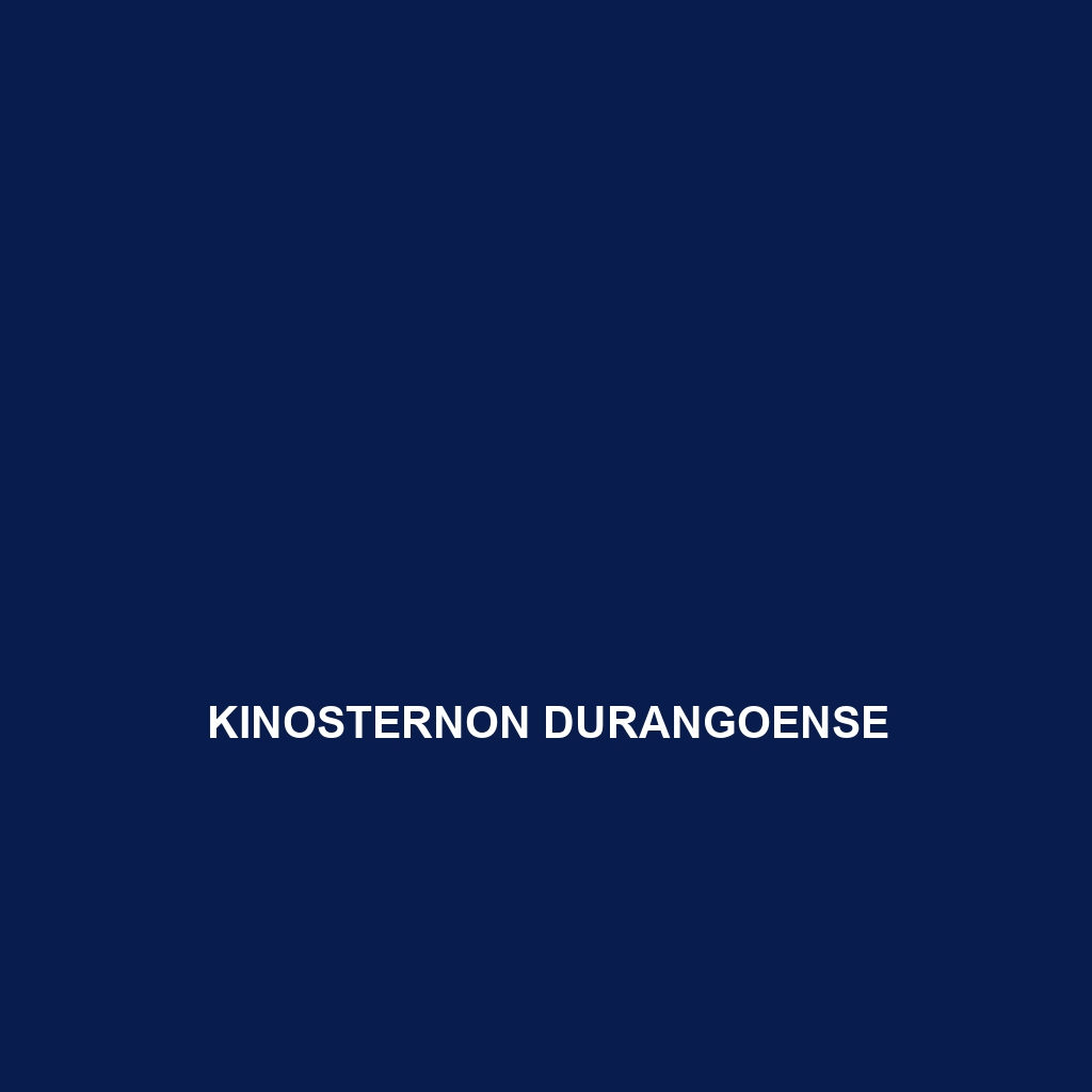 Kinosternon durangoense