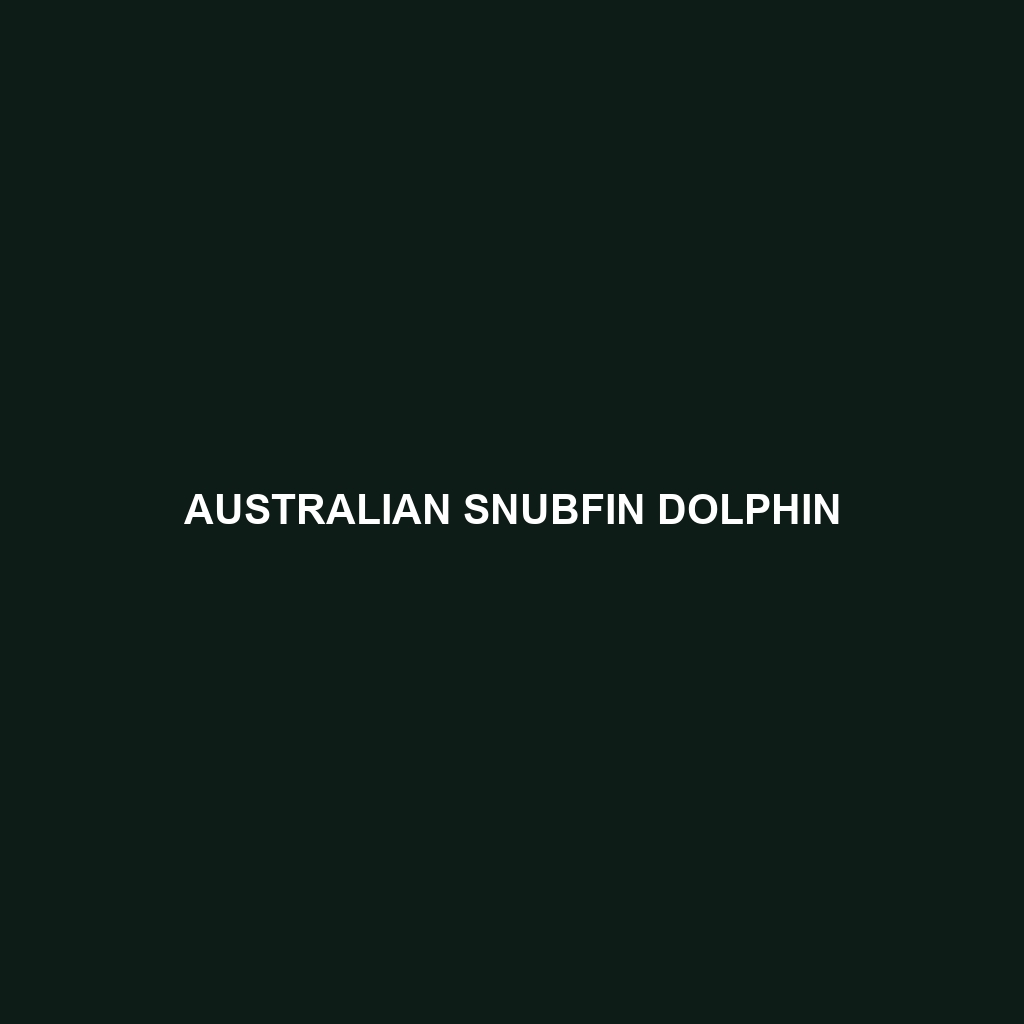 Australian Snubfin Dolphin