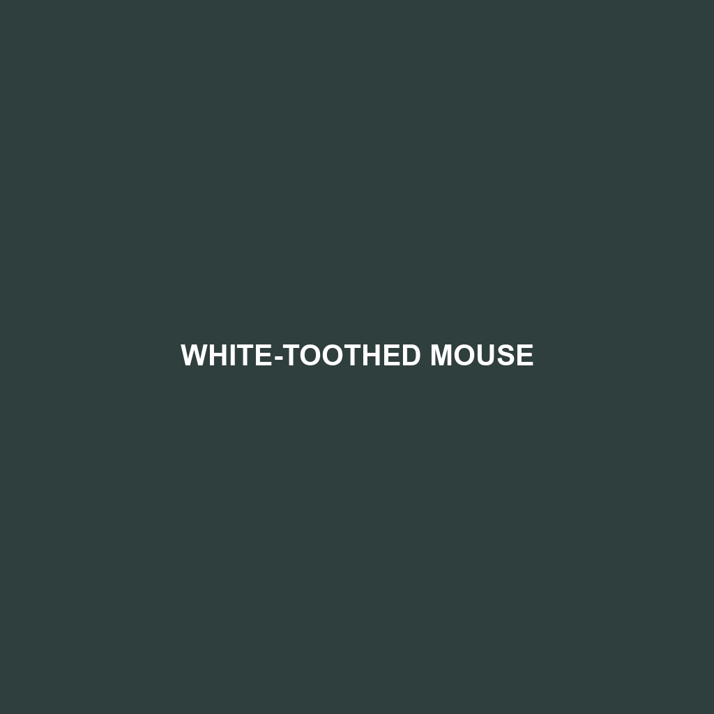 White-toothed Mouse