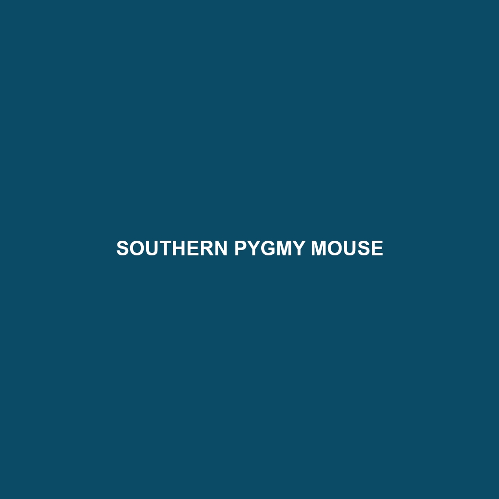 Southern Pygmy Mouse