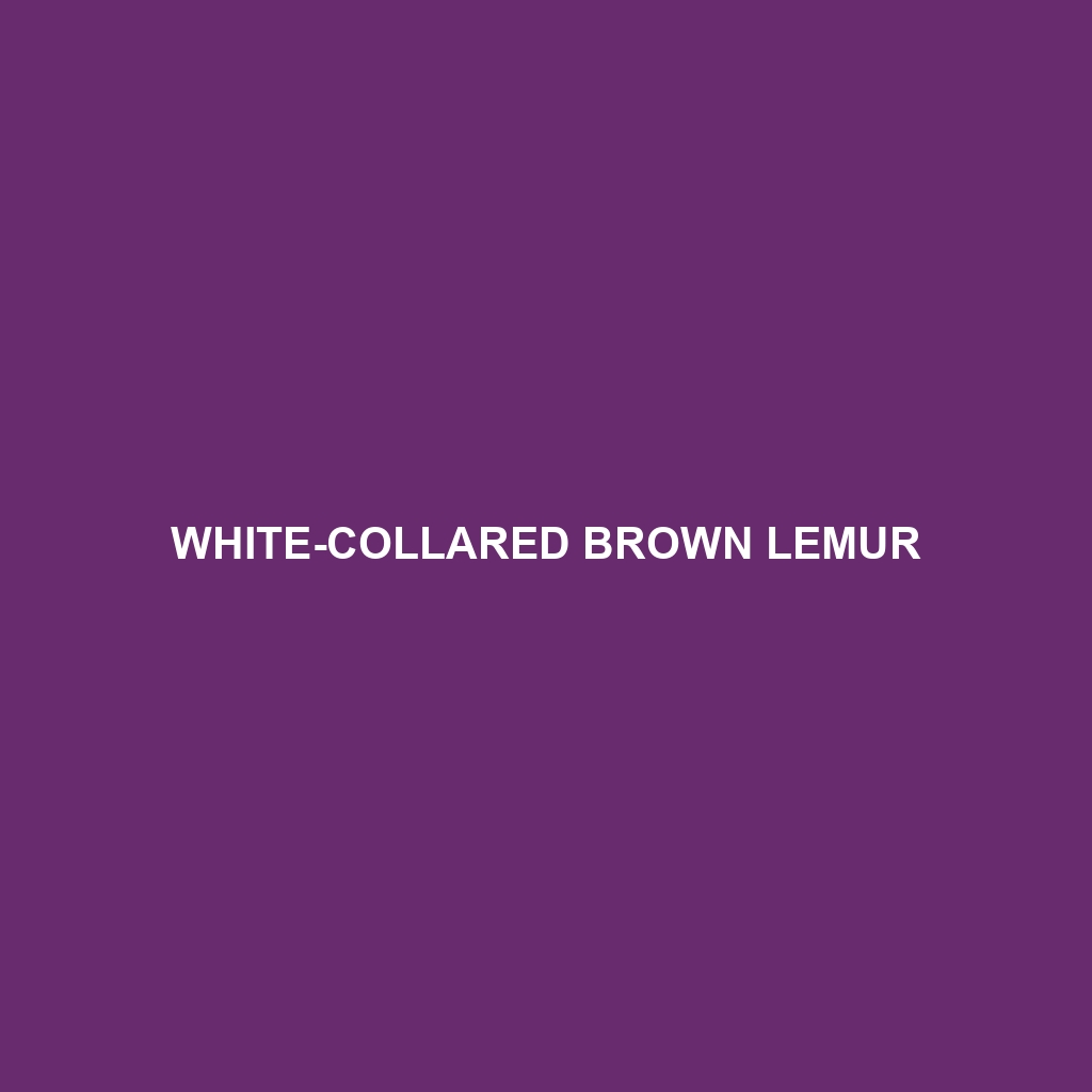 White-collared Brown Lemur