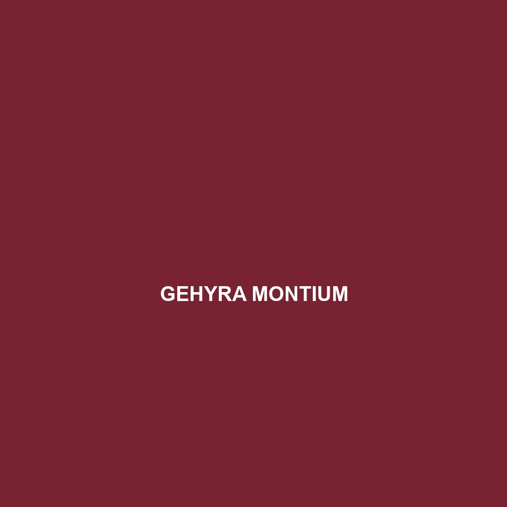 Gehyra montium