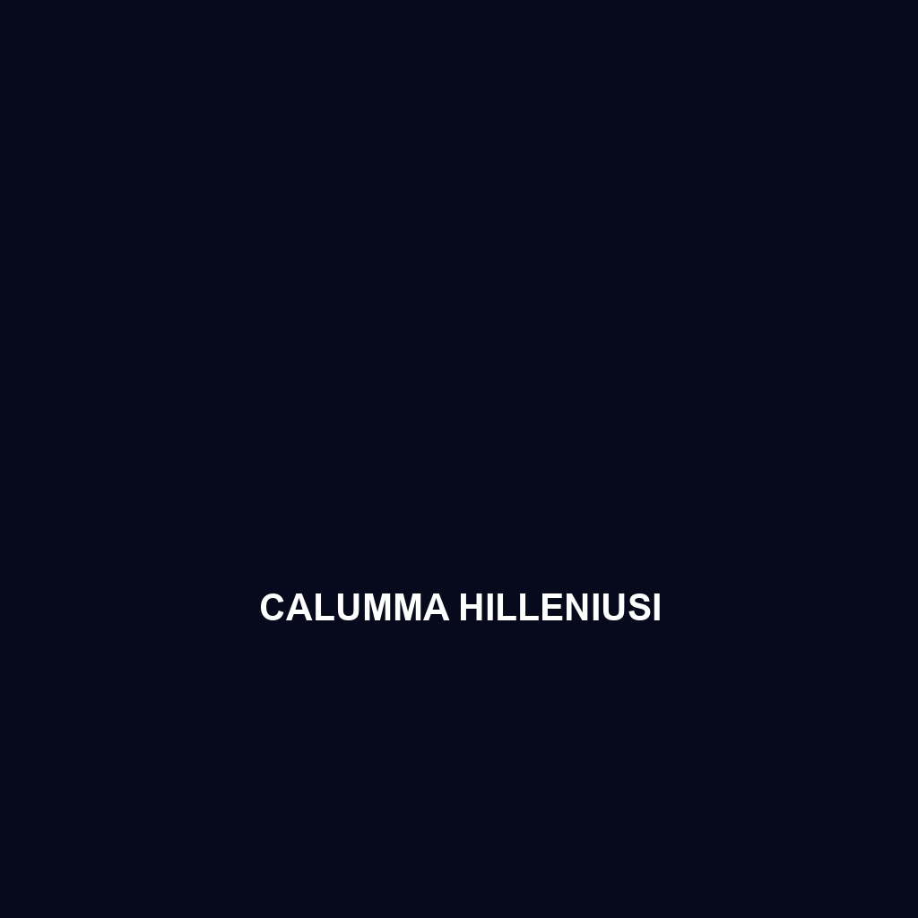 Calumma hilleniusi