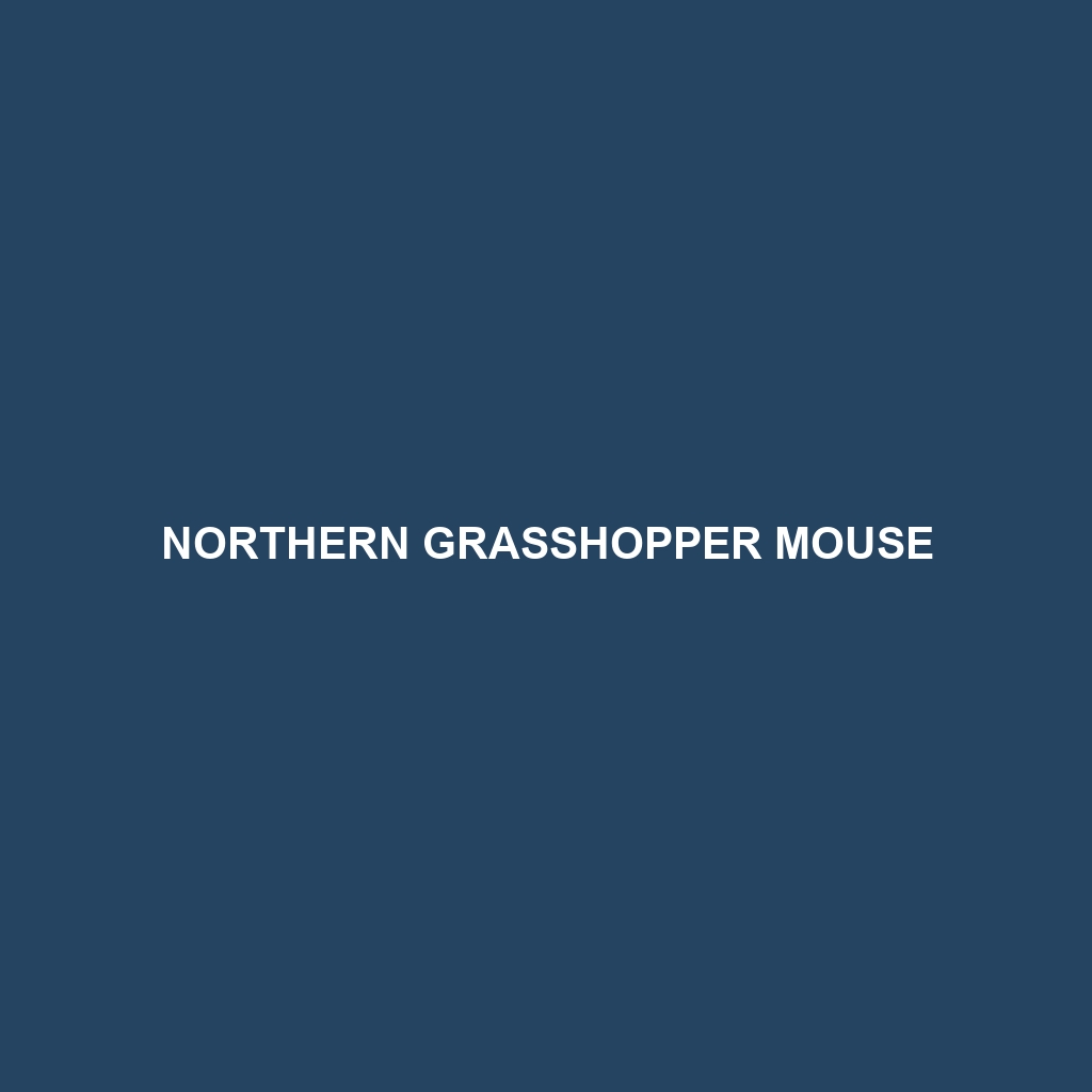 Northern Grasshopper Mouse