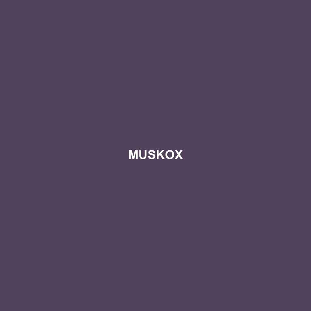 Muskox