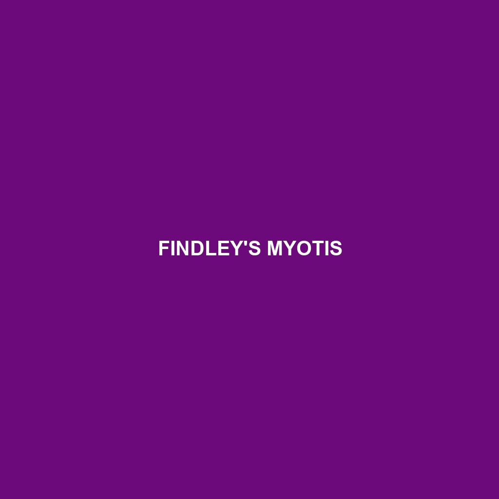 Findley's Myotis