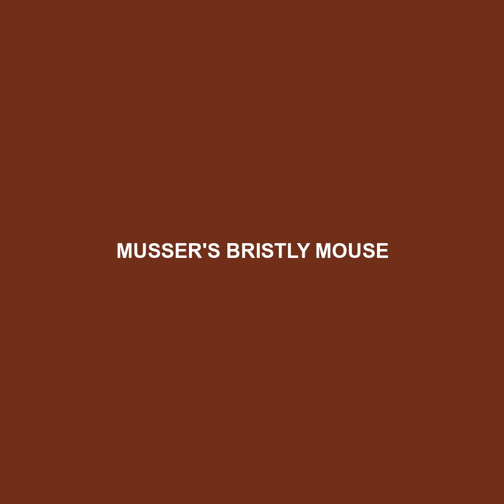 Musser's Bristly Mouse