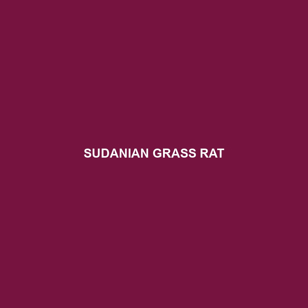 Sudanian Grass Rat