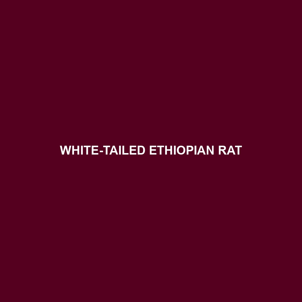 White-tailed Ethiopian Rat