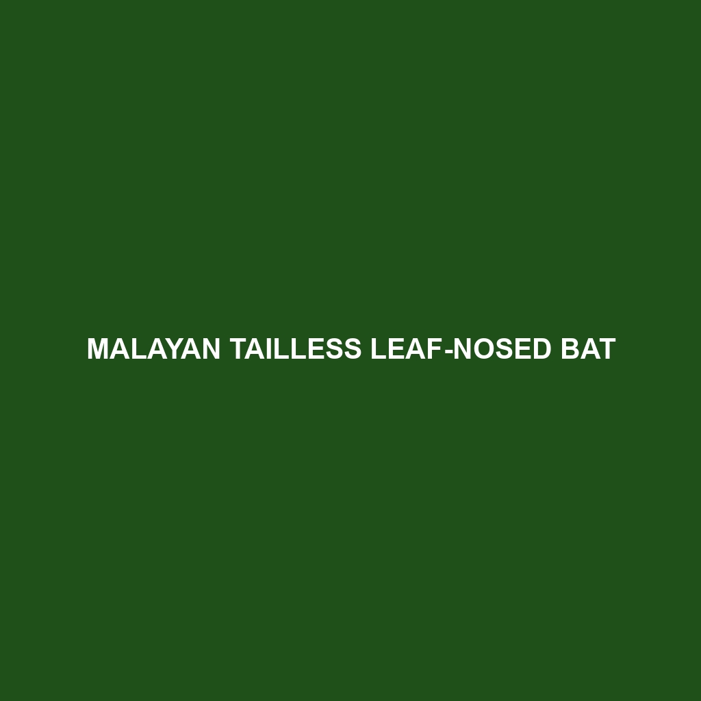 Malayan Tailless Leaf-nosed Bat