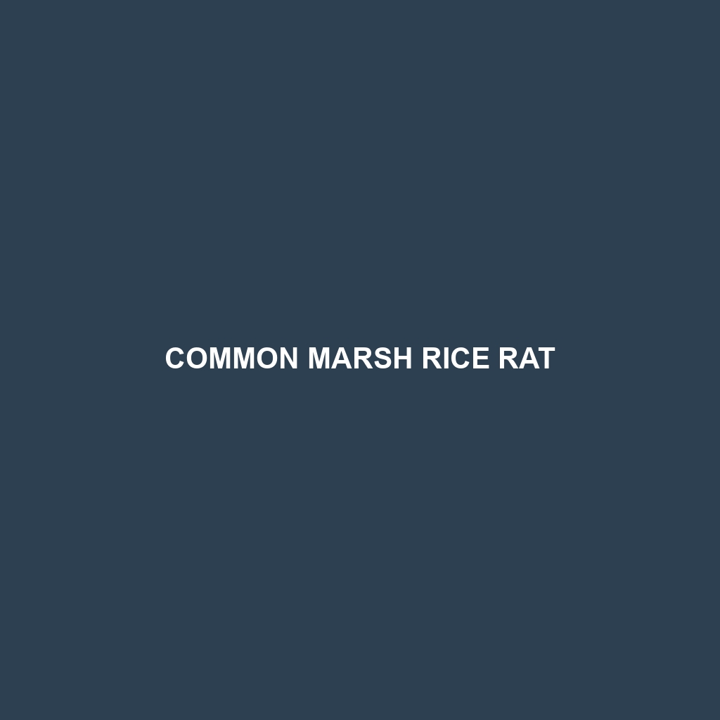 Common Marsh Rice Rat