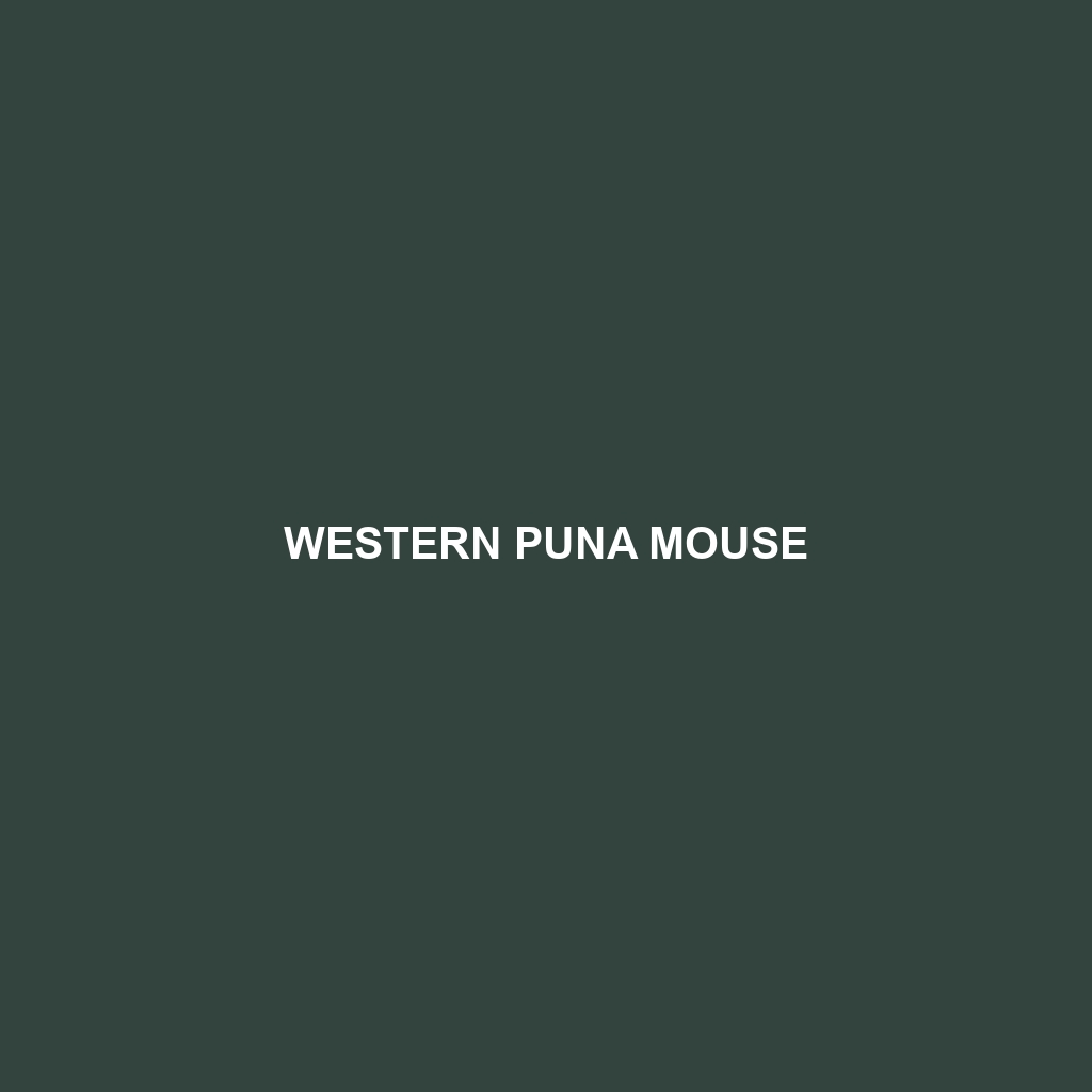 Western Puna Mouse