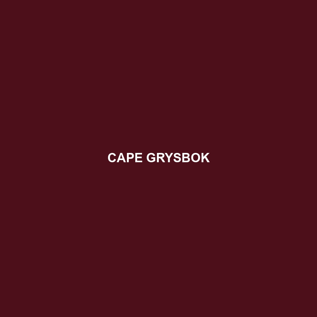 Cape Grysbok