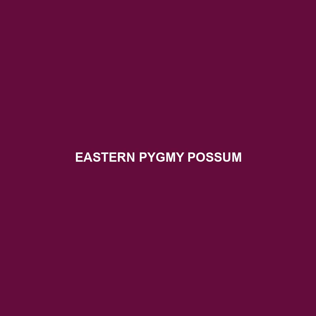 Eastern Pygmy Possum