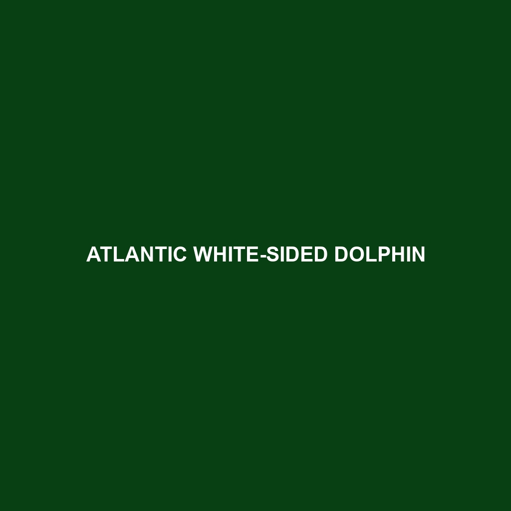 Atlantic White-sided Dolphin