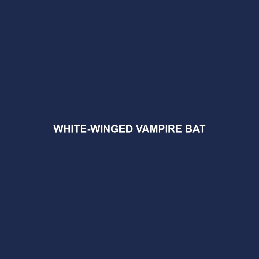 White-winged Vampire Bat