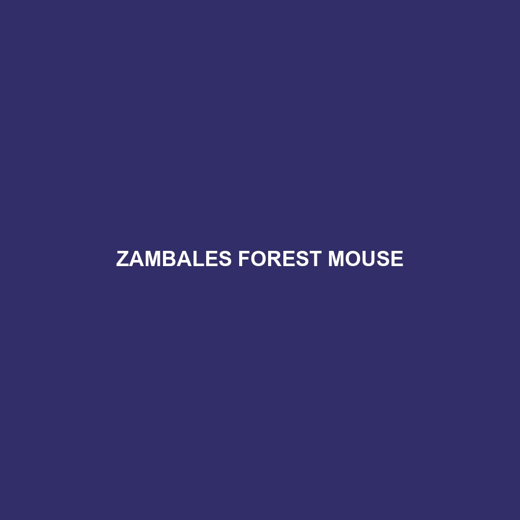 Zambales Forest Mouse