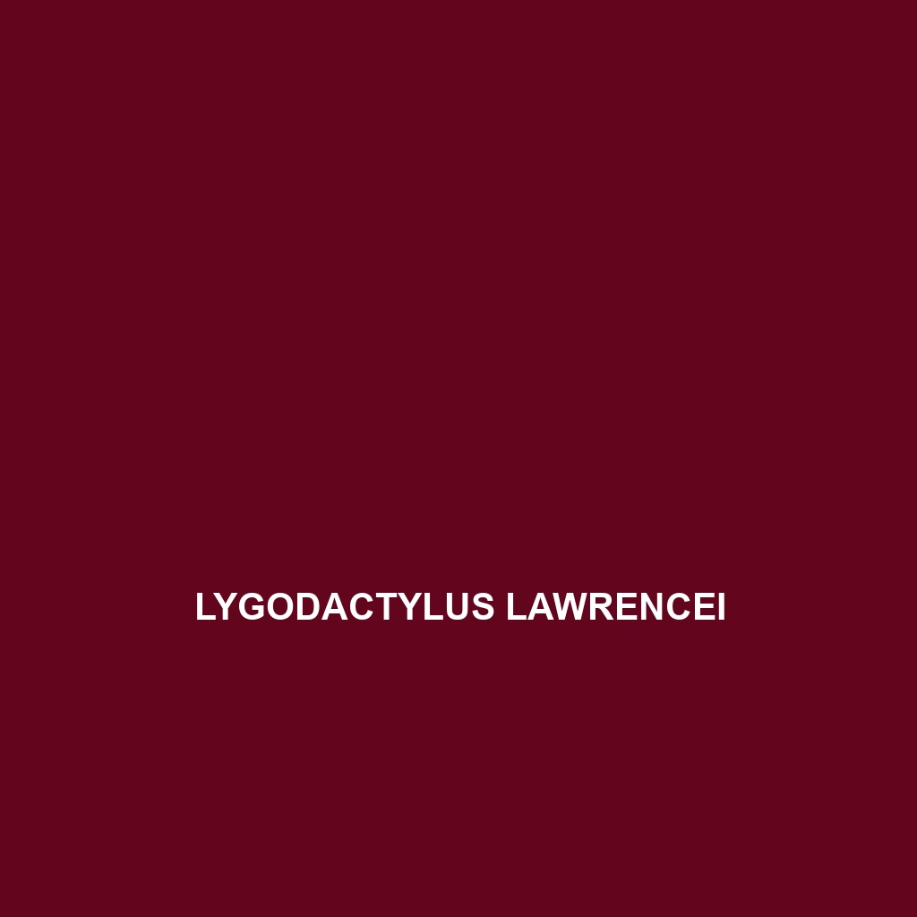 Lygodactylus lawrencei