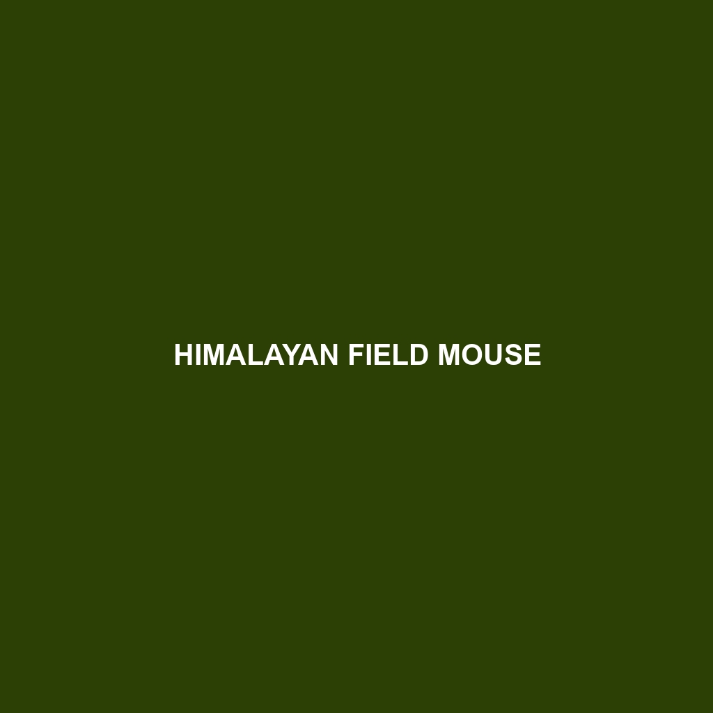 Himalayan Field Mouse