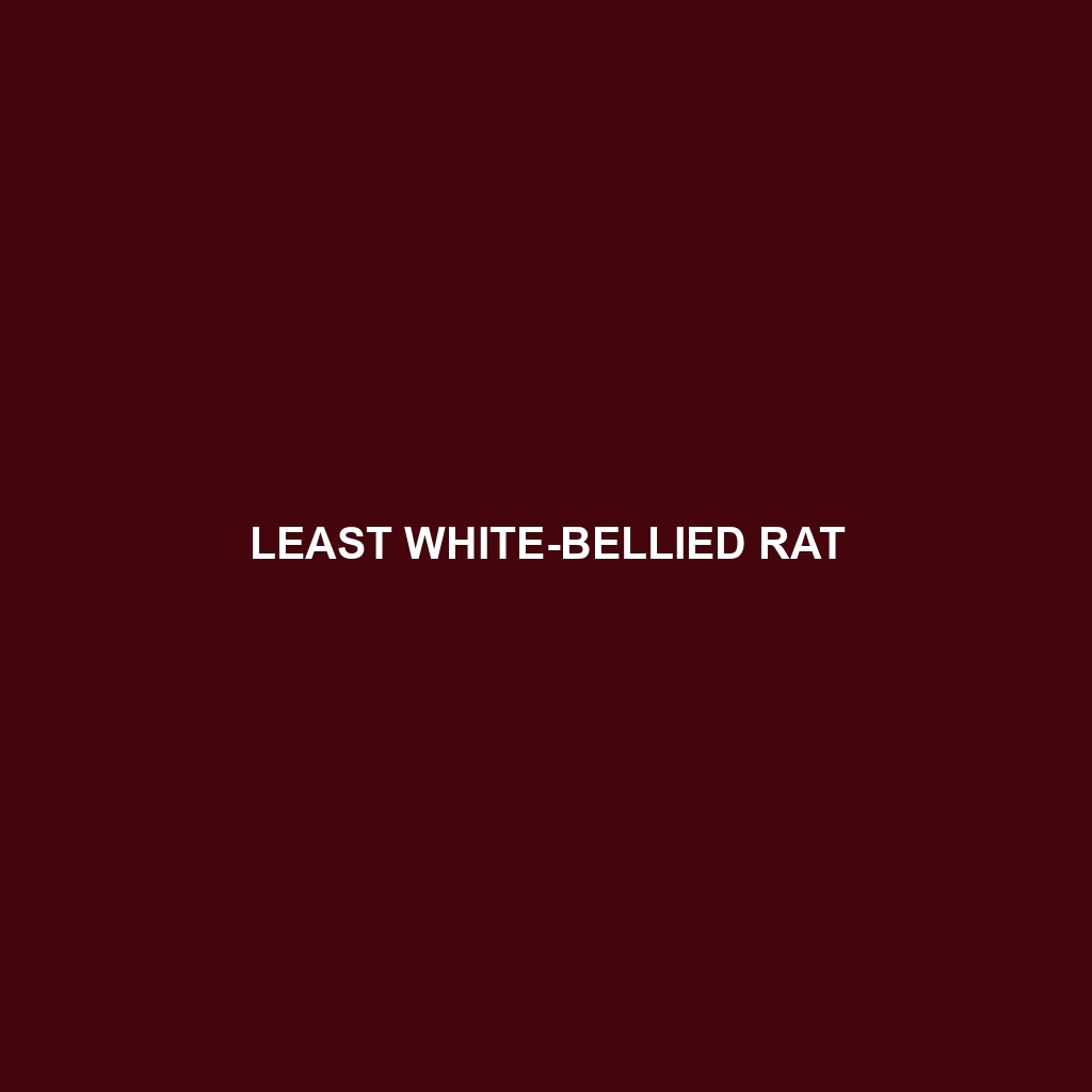 Least White-bellied Rat