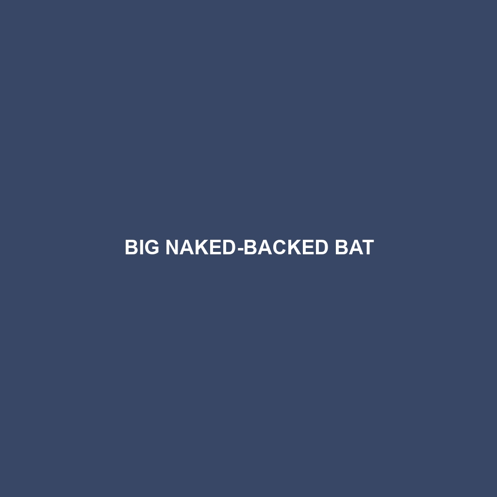 Big Naked-backed Bat