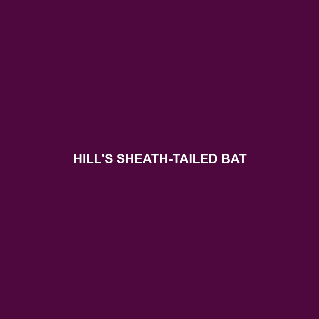 Hill's Sheath-tailed Bat