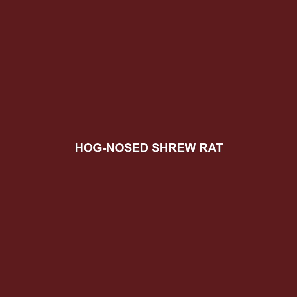 Hog-nosed Shrew Rat