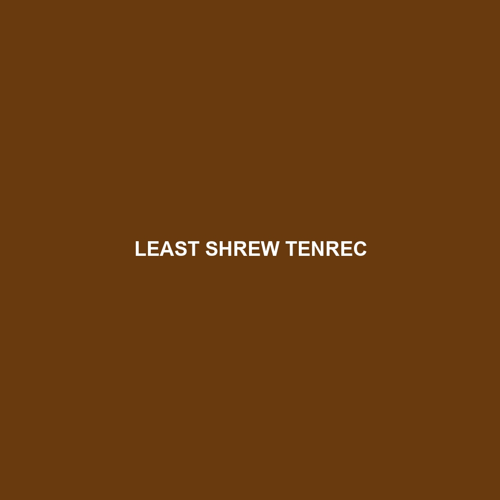 Least Shrew Tenrec