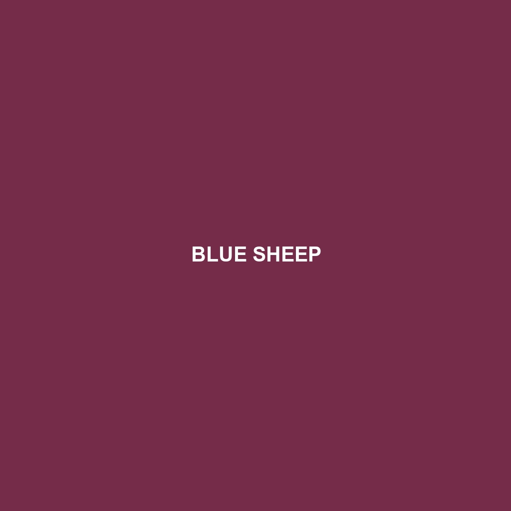 Blue Sheep