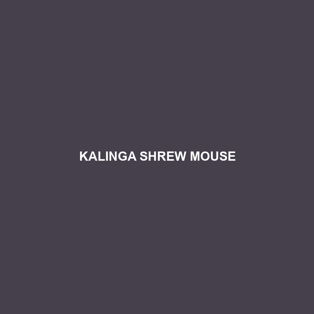 Kalinga Shrew Mouse