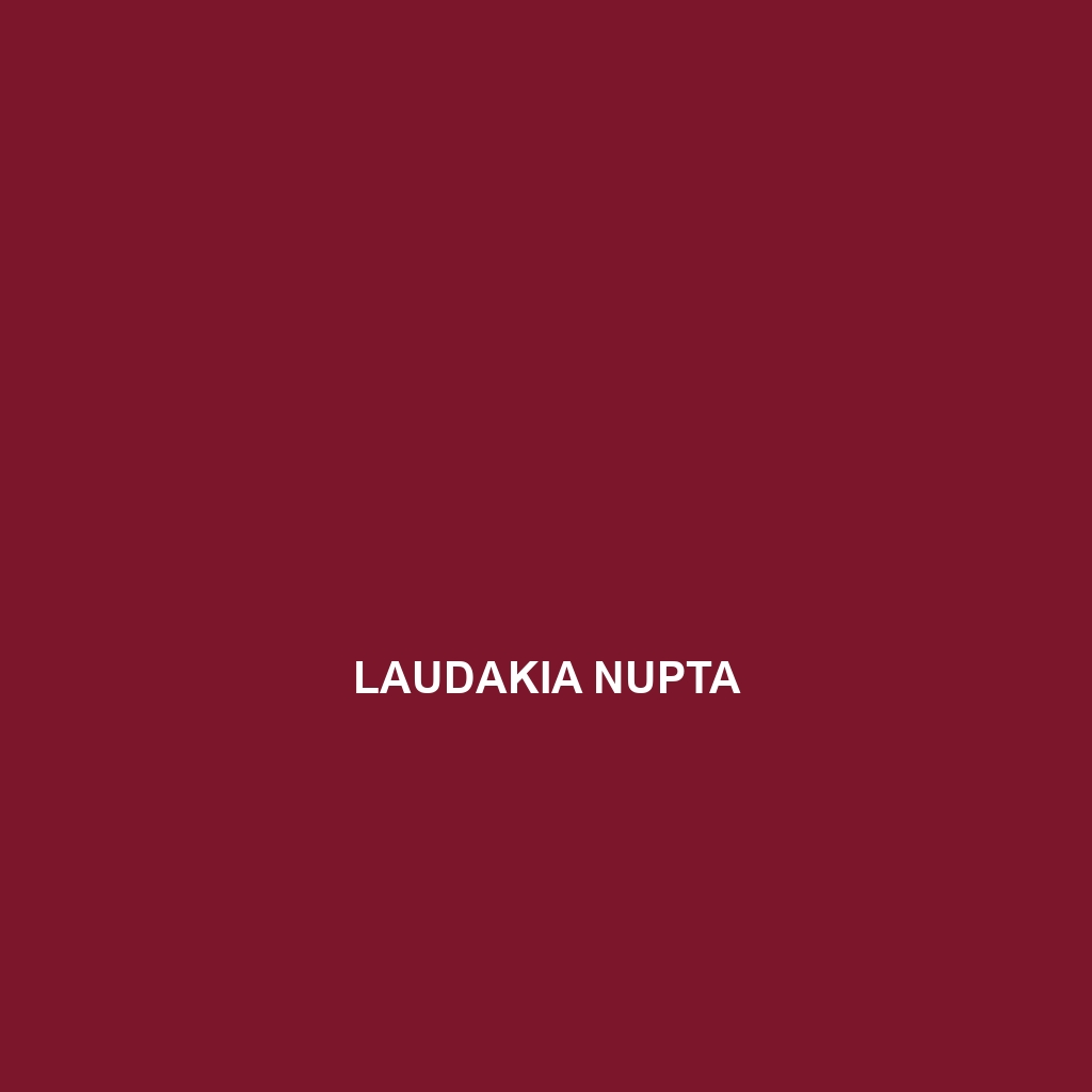 Laudakia nupta