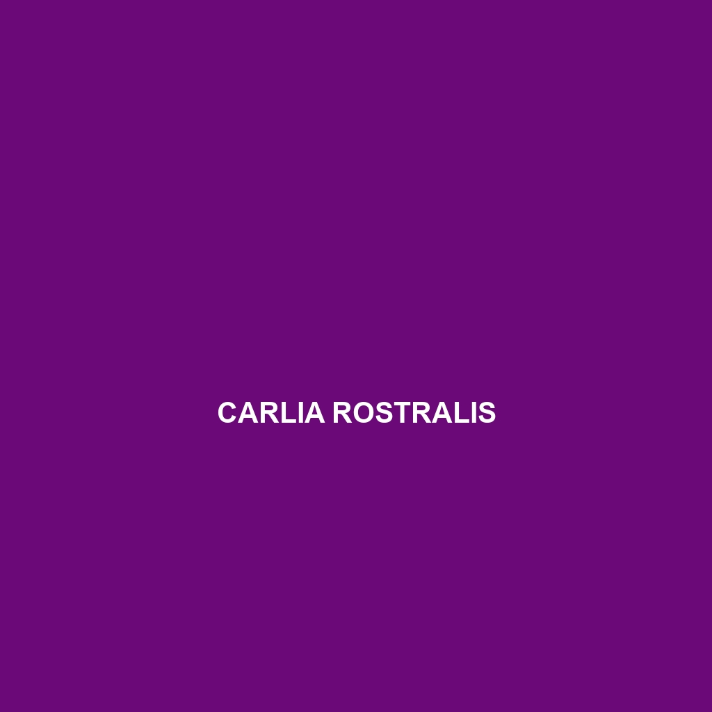 Carlia rostralis