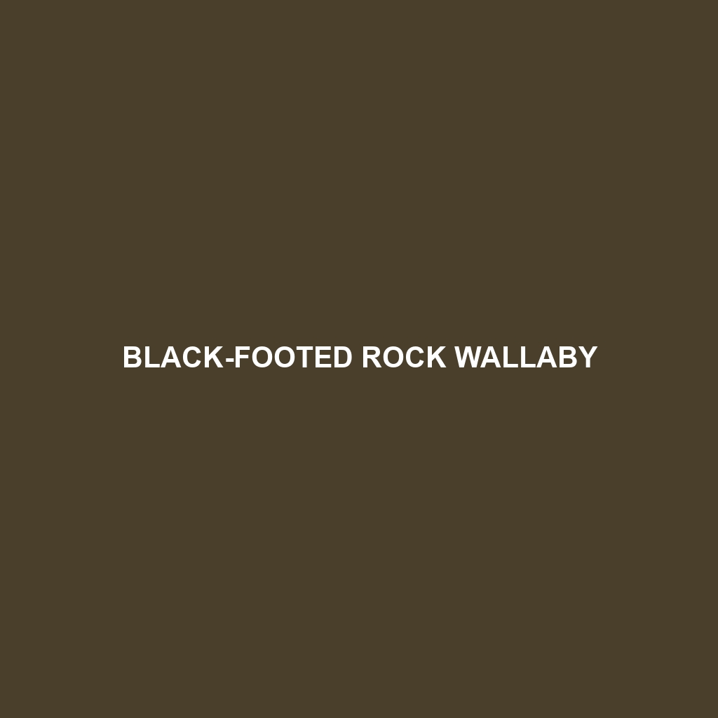 Black-footed Rock Wallaby