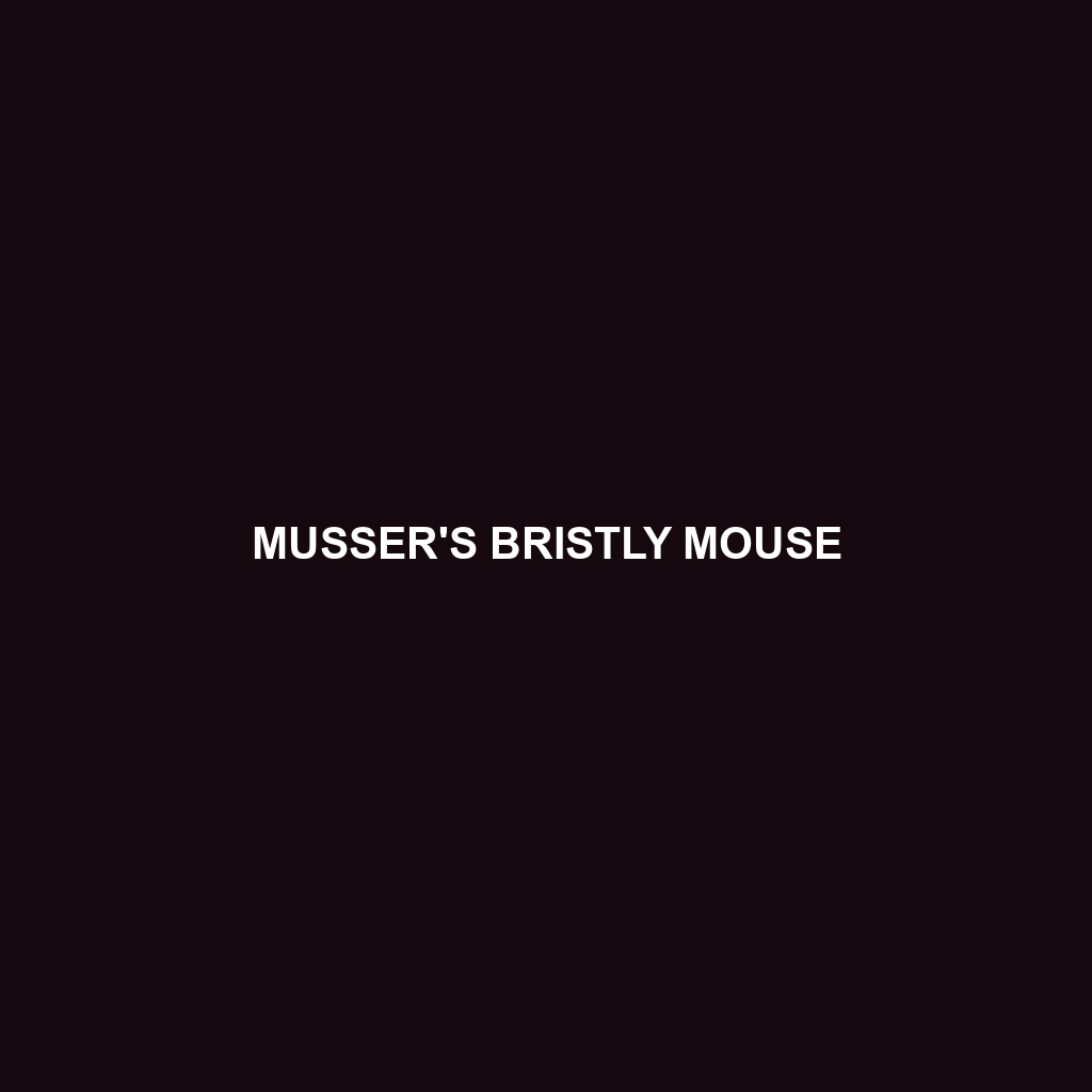 Musser's Bristly Mouse