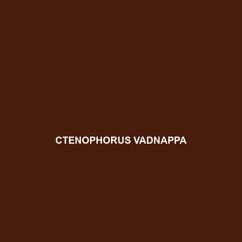 Ctenophorus vadnappa