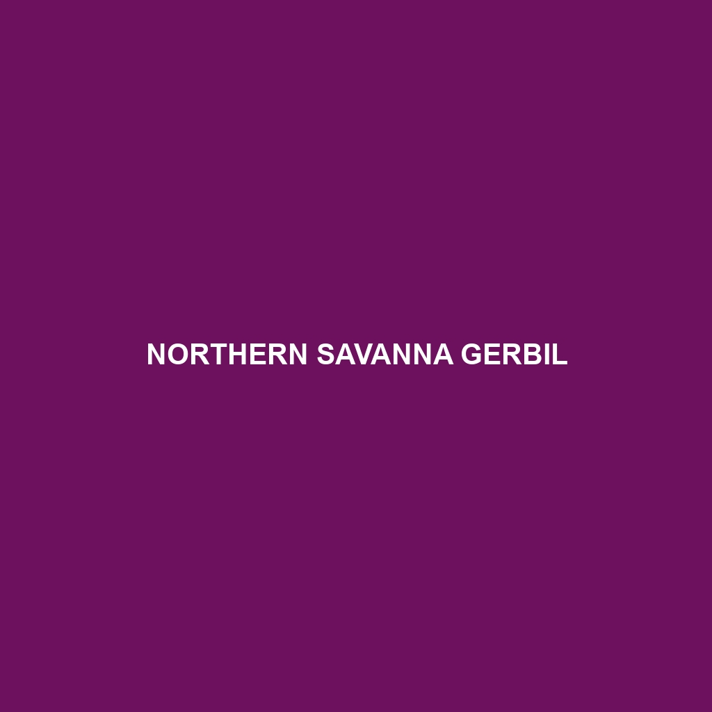 Northern Savanna Gerbil