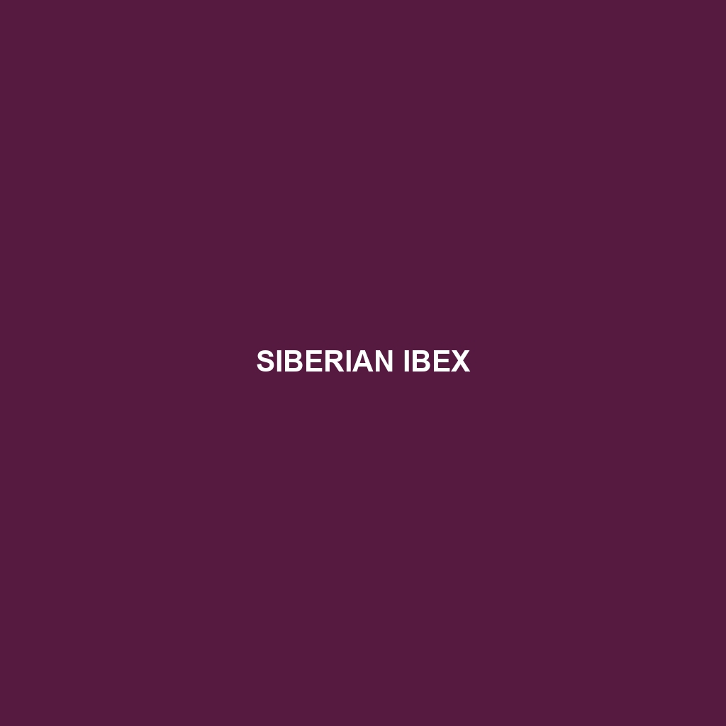 Siberian Ibex