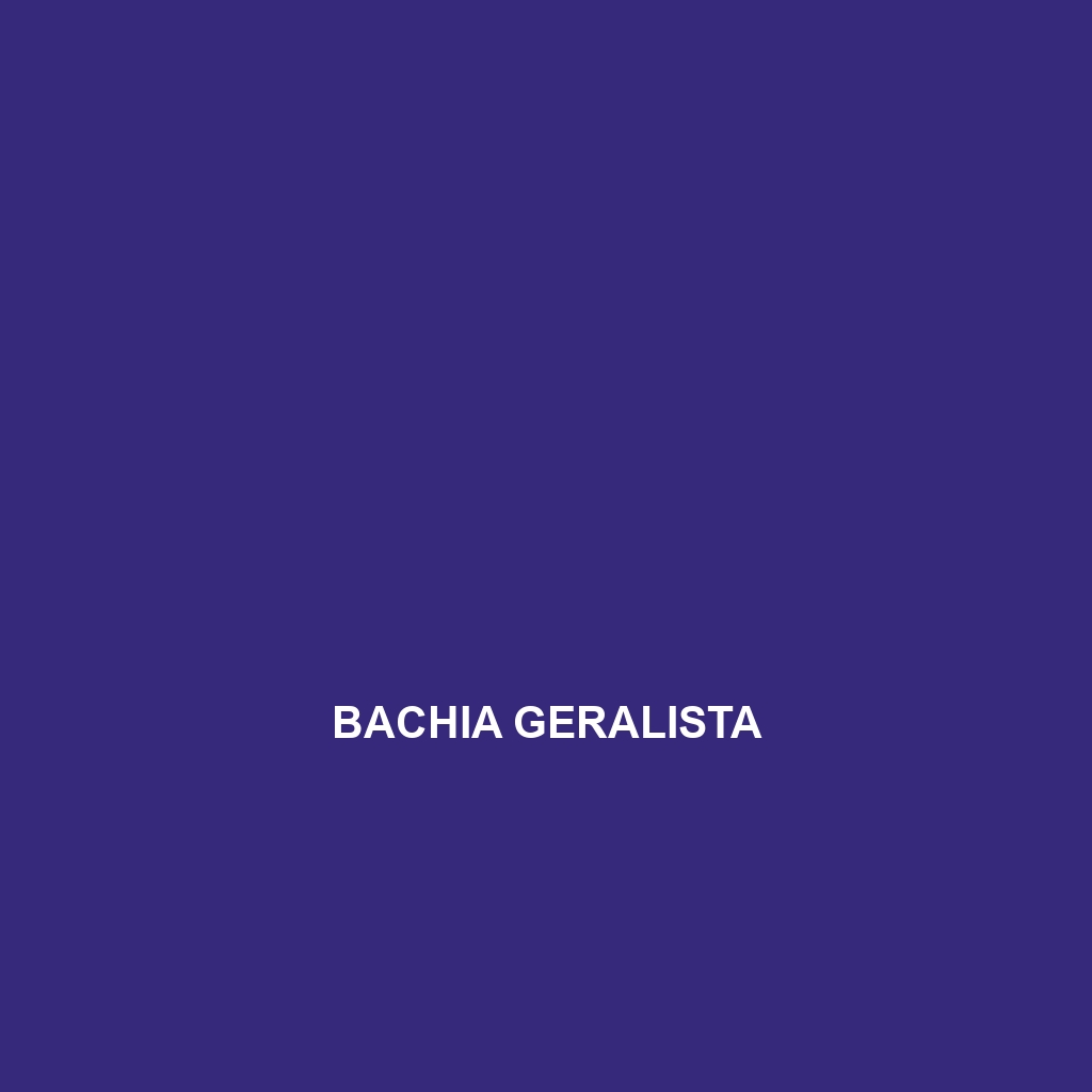 Bachia geralista