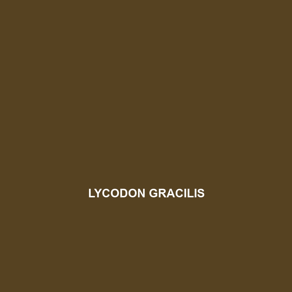 Lycodon gracilis