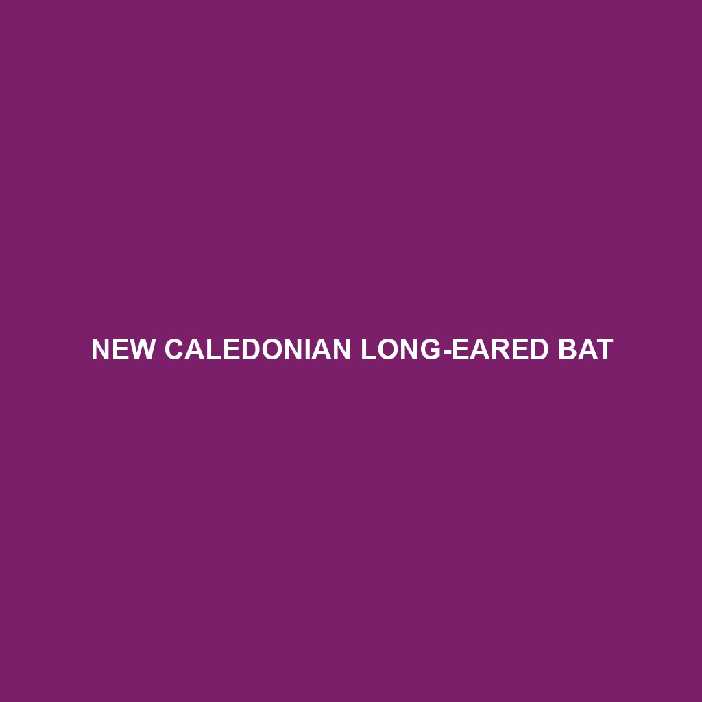 New Caledonian Long-eared Bat