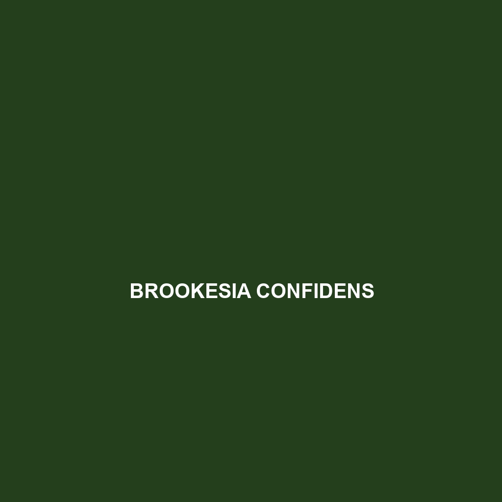 Brookesia confidens