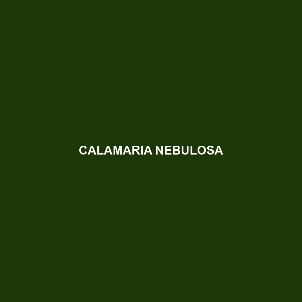 Calamaria nebulosa