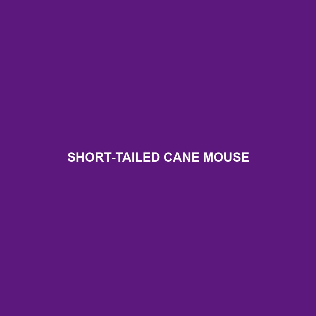 Short-tailed Cane Mouse