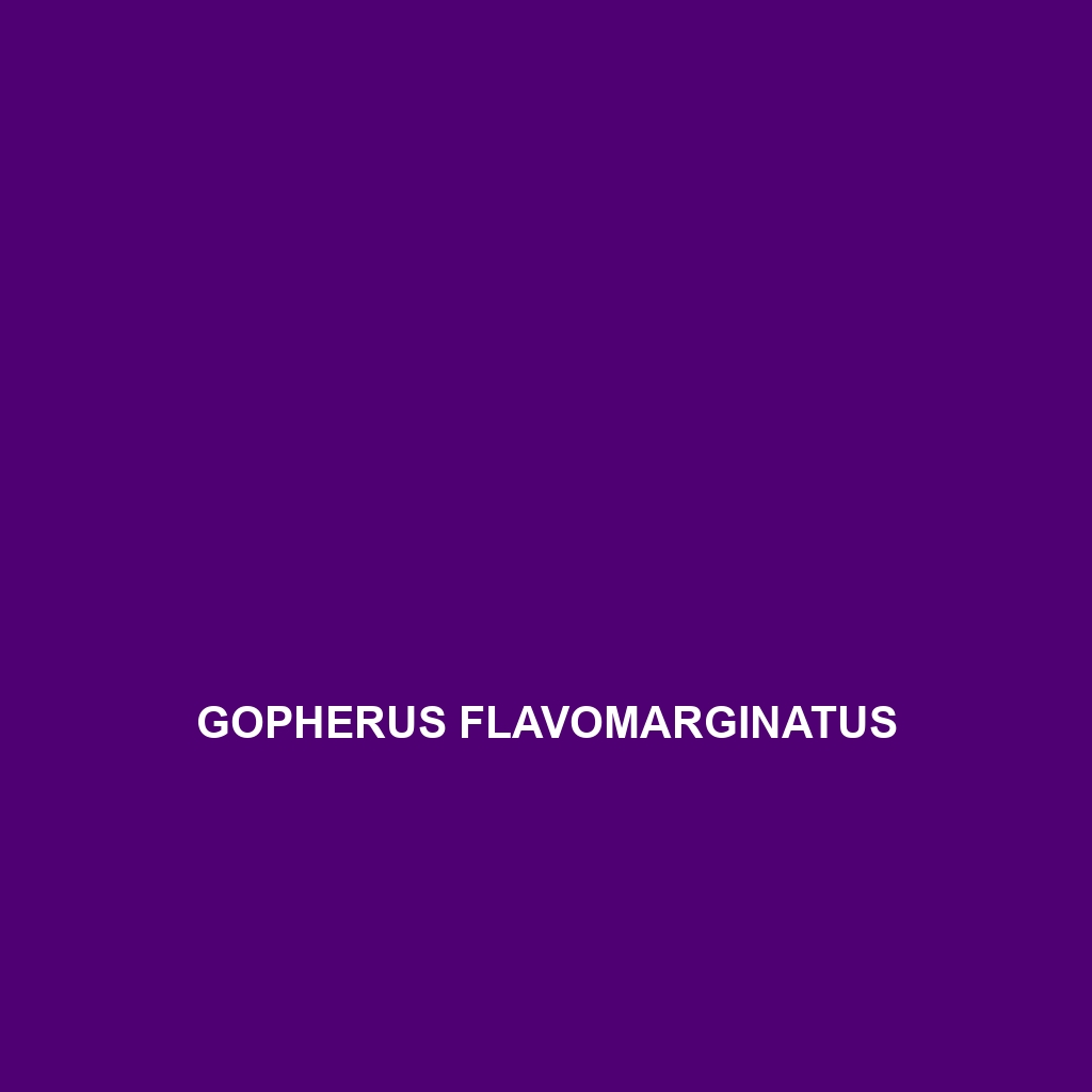 Gopherus flavomarginatus